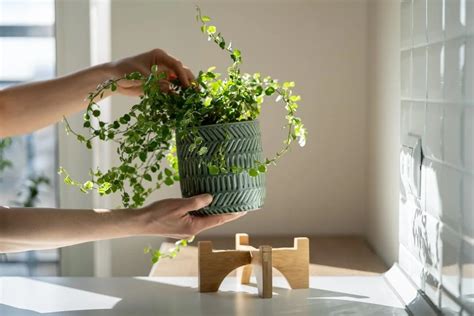 廁所擋煞植物|【衛生間擺什麼植物風水好】浴室植物 